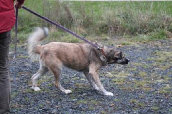 Minka - zutraulich u. kinderlieb