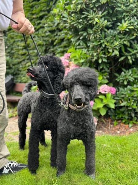 Großpudeldamen suchen DRINGEND Zuhause