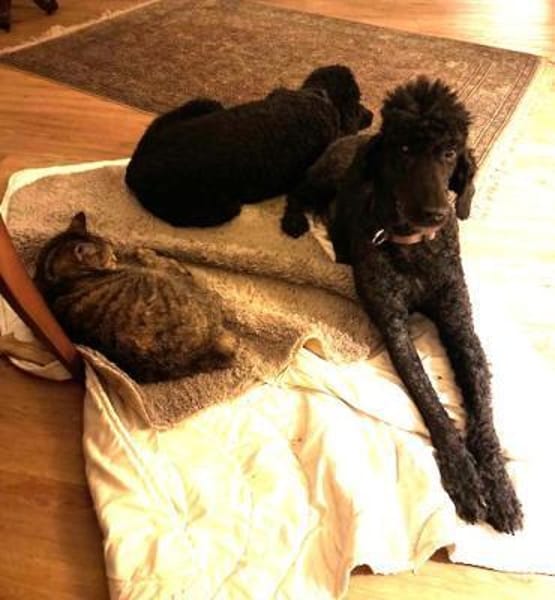 Großpudeldamen suchen DRINGEND Zuhause