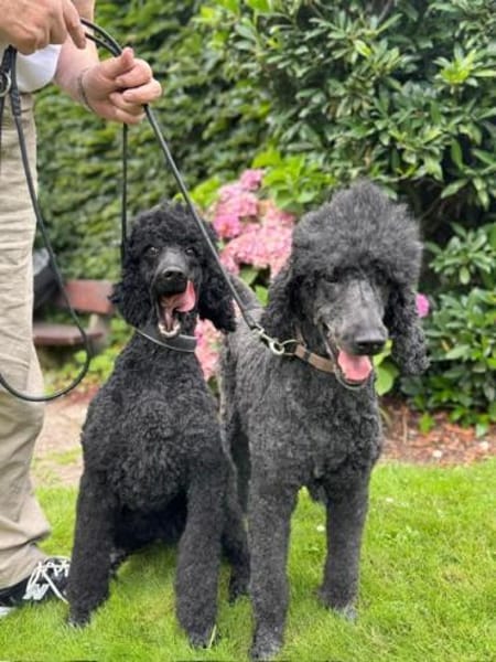 Großpudeldamen suchen DRINGEND Zuhause