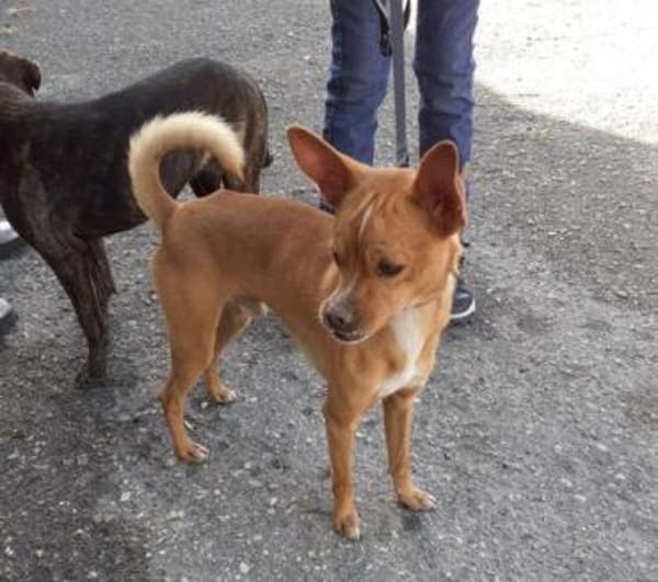 sensibler Fontane (Tierschutz)