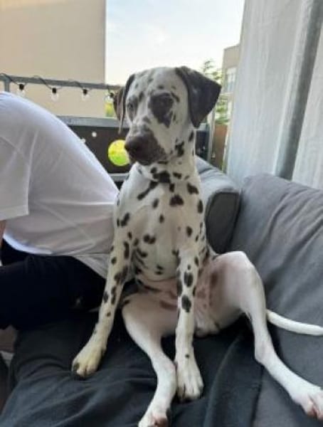 Leo sucht eine Pflegestelle/Zuhause