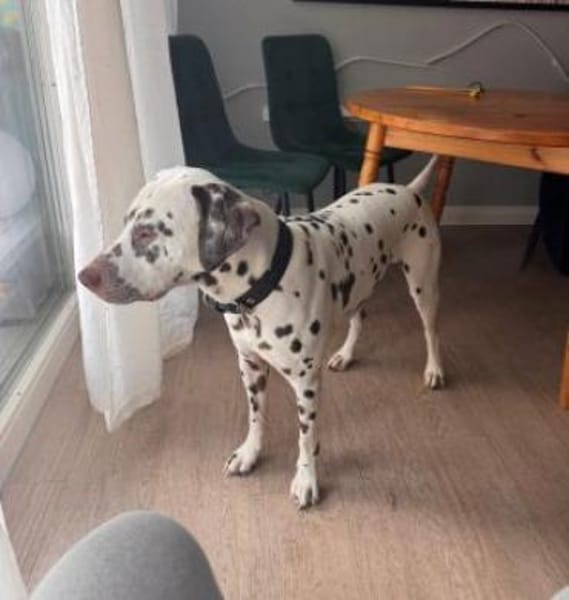 Leo sucht eine Pflegestelle/Zuhause