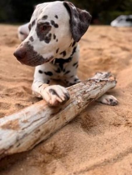 Leo sucht eine Pflegestelle/Zuhause