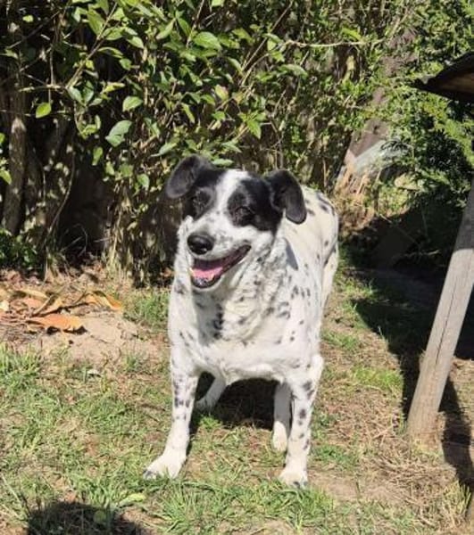 Liebe, gemütliche Hündin