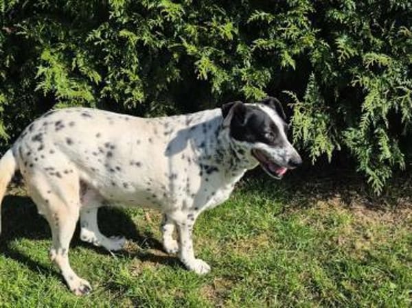 Liebe, gemütliche Hündin