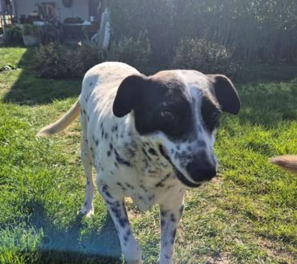 Liebe, gemütliche Hündin