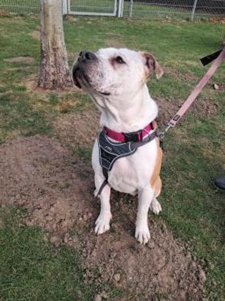 Lyka - lebensfroh und  kuschelig