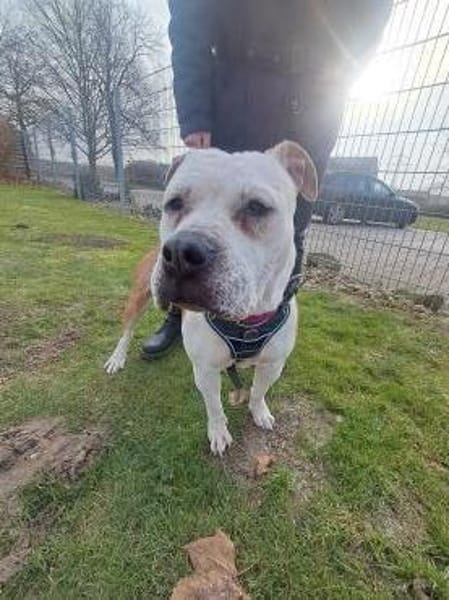 Lyka - lebensfroh und  kuschelig