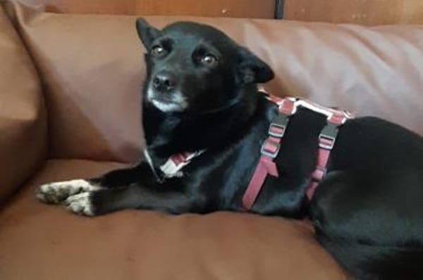 Buba- wartet in 31655 Stadthagen