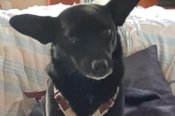 Buba- wartet in 31655 Stadthagen