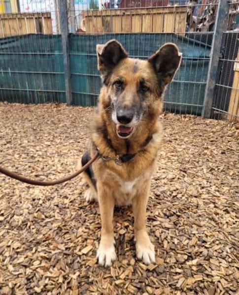 superliebe Lena (Tierschutz)