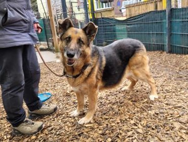 superliebe Lena (Tierschutz)