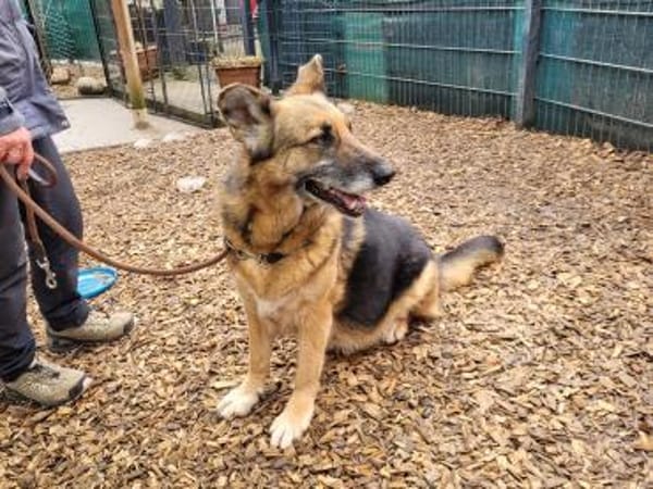 superliebe Lena (Tierschutz)