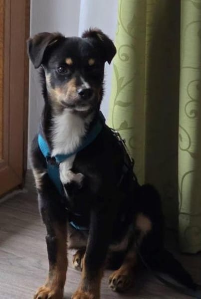 Welpenjunge Kenzo auf PS in 90475