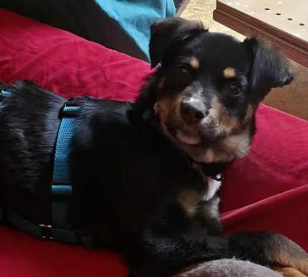 Welpenjunge Kenzo auf PS in 90475