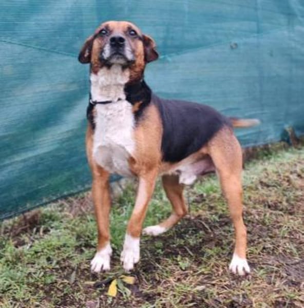 Robi herzenguter Kerl