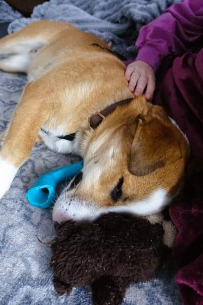 Mica - ein echtes Juwel auf 4 Pfoten