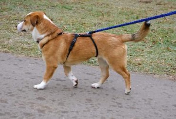 Mica - ein echtes Juwel auf 4 Pfoten