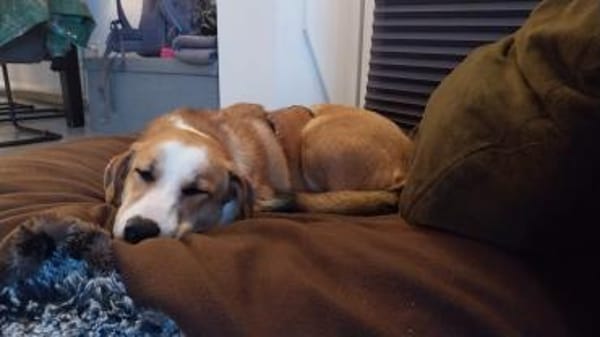 Mica - ein echtes Juwel auf 4 Pfoten