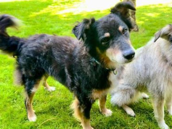 Lieber Austie Mix Rüde