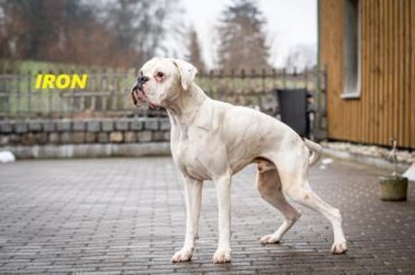 Iron - lieber Boxer sucht seine Menschen