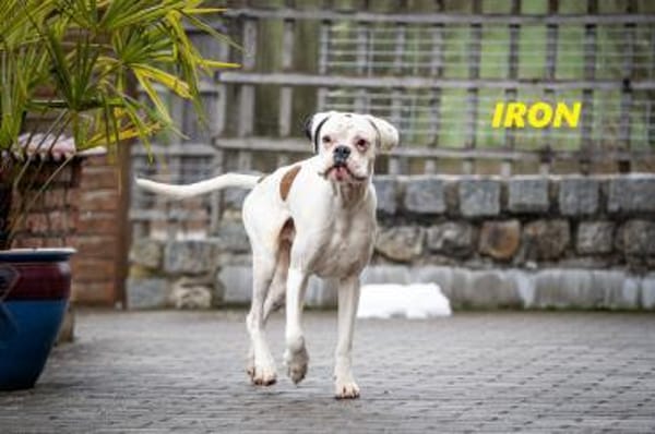 Iron - lieber Boxer sucht seine Menschen