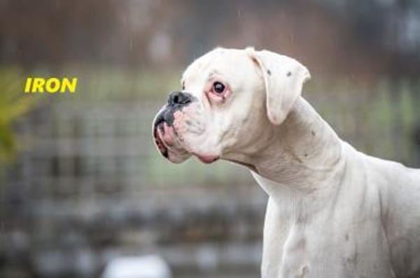 Iron - lieber Boxer sucht seine Menschen
