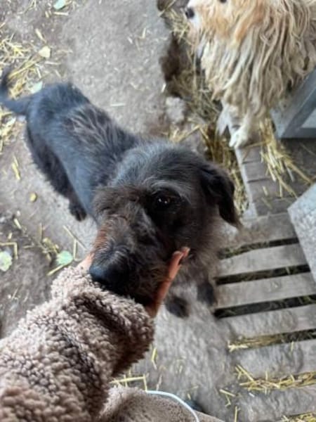 Liebe Drahthaar Mix Hündin