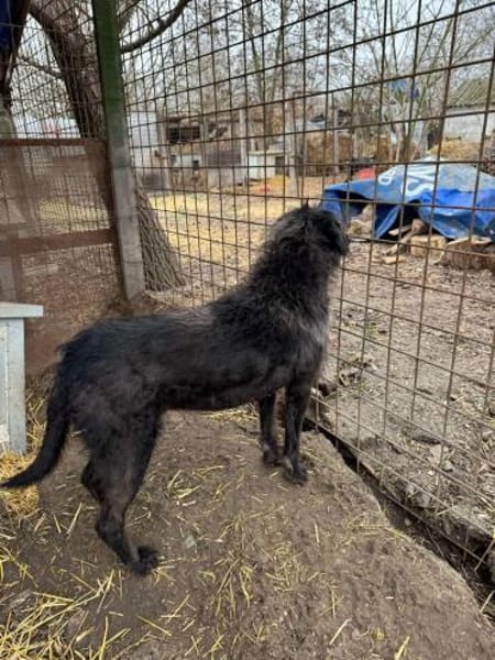 Liebe Drahthaar Mix Hündin