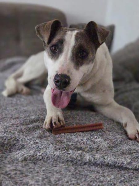 Gigi, der perfekte Zweithund