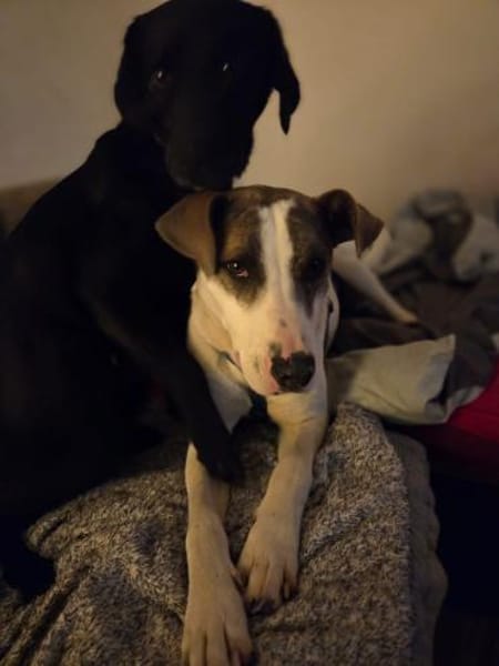 Gigi, der perfekte Zweithund