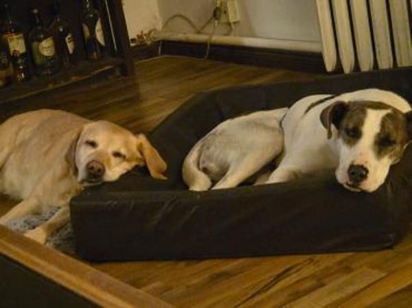 Gigi, der perfekte Zweithund