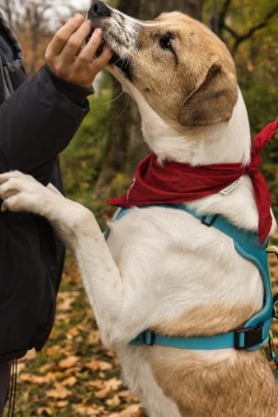 Felicio wartet in 99718 Greussen