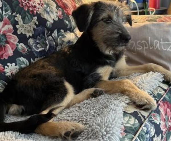 Krümel - aktiver, lernwilliger Junghund