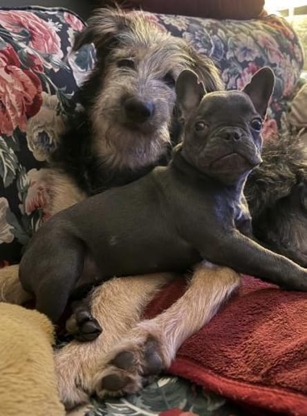 Krümel - aktiver, lernwilliger Junghund