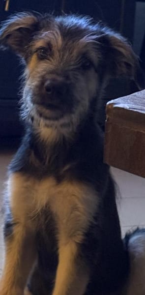 Krümel - aktiver, lernwilliger Junghund