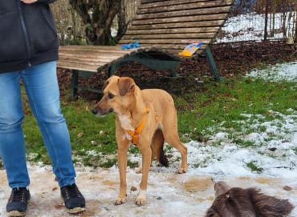 sanfte, schüchterne Nabia (Tierschutz)