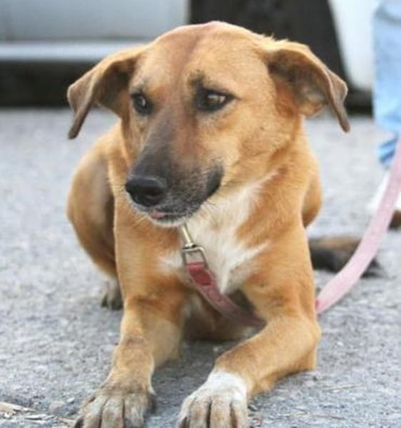 sanfte, schüchterne Nabia (Tierschutz)