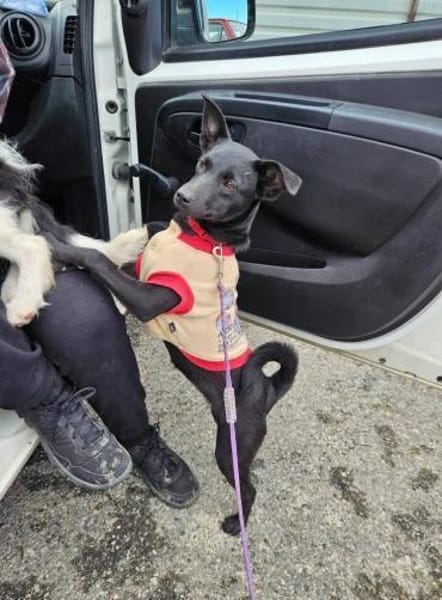 Snjeska - fröhlich & lebhaft