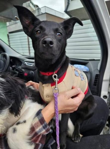 Snjeska - fröhlich & lebhaft