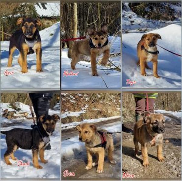 10 Charmante Welpen suchen Familien