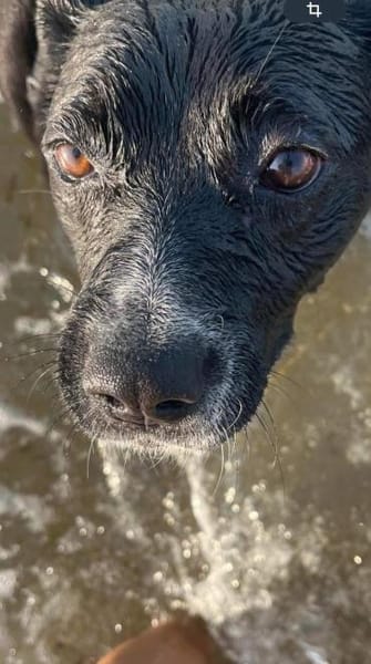 Liebe mittelgroße Hündin, 5 Jahre