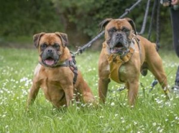 Liebes Senior Boxerpärchens