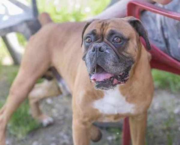 Liebes Senior Boxerpärchens