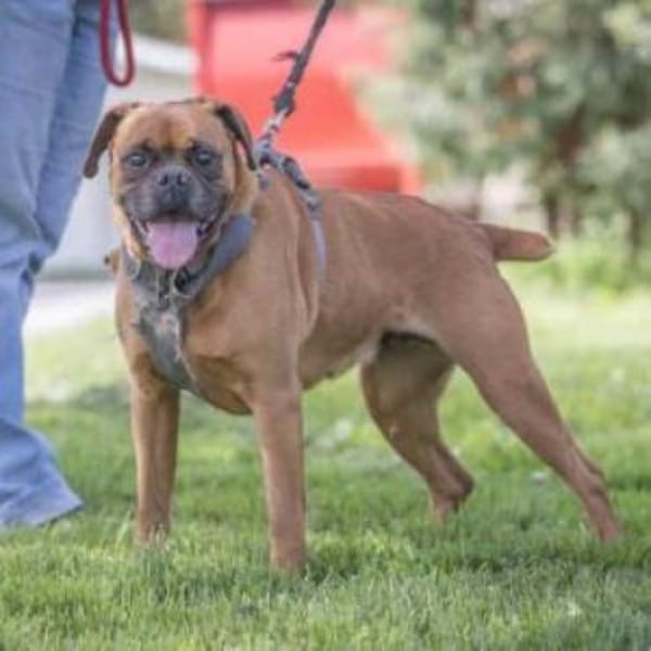 Liebes Senior Boxerpärchens