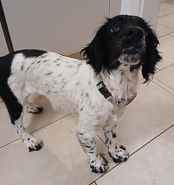 Zauberhafte Nara sucht ein Zuhause