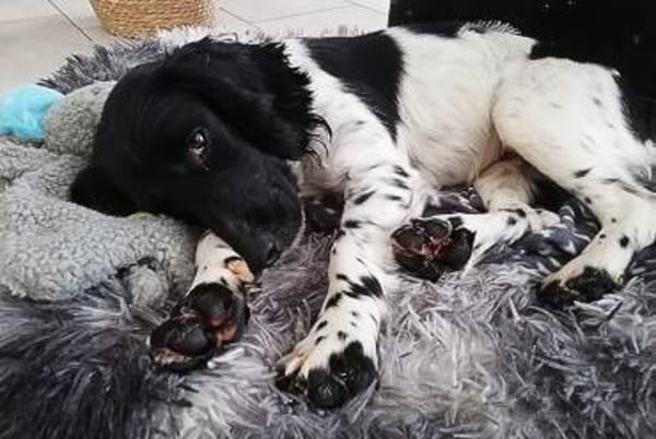 Zauberhafte Nara sucht ein Zuhause