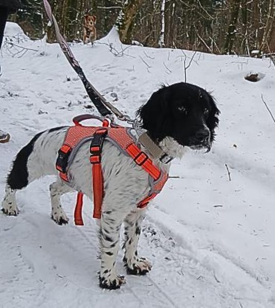 Zauberhafte Nara sucht ein Zuhause