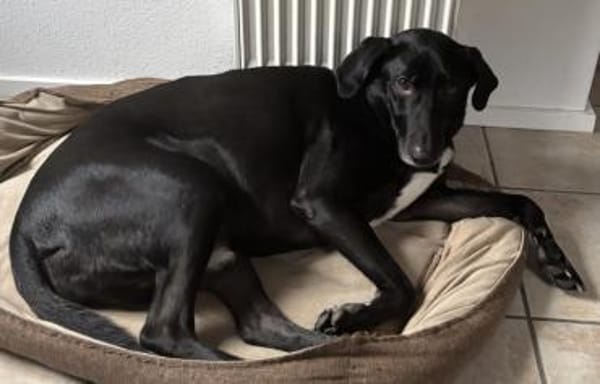 anhänglicher Doby, bereits bei Monschau